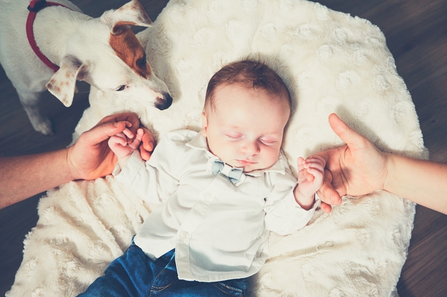 Touch of the family. Hands of parents and their baby in the bed. Dog watching the sleeping boy.
