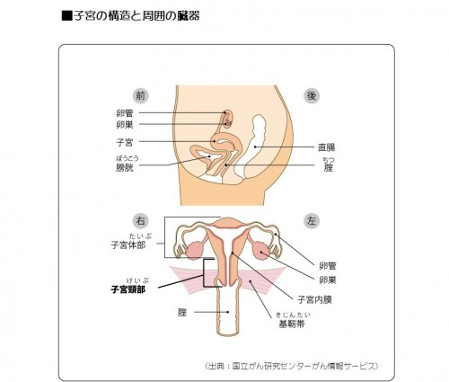 子宮の構造と周囲の臓器