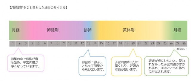 月経周期を28日とした場合のサイクル